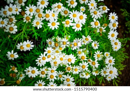 Many white flowers And green leaves. close up image focus and blur some area.