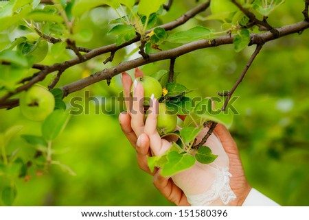 hands of a bride and groom with an apple, close-up