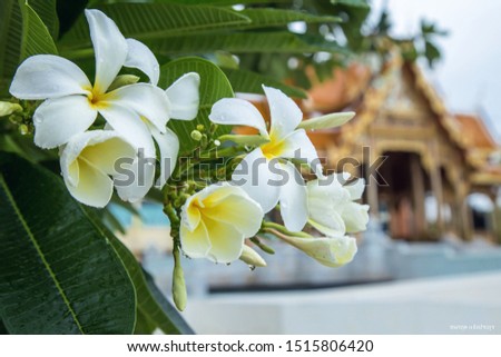 Beautiful plumeria flowers, green leaves bloom, white plumeria flowers bloom