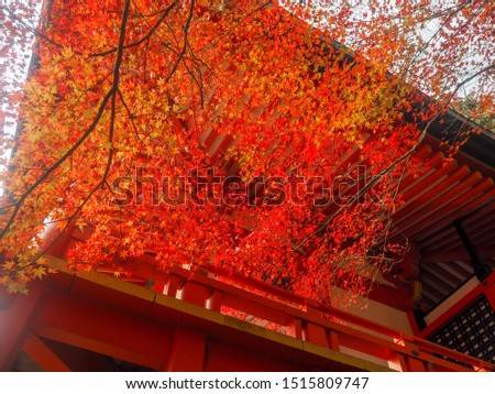 Charming scene of colorful red maple branches with pagoda in japanese temple for background, Kyoto, Japan