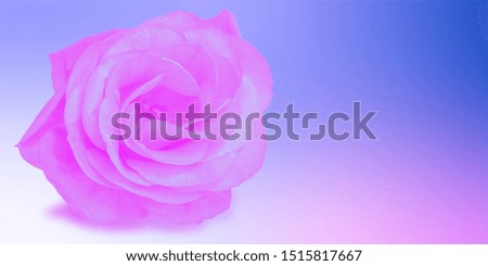Colorful trendy design flower on a violet, pink and blue duotone background. Concept of minimal styled banner.