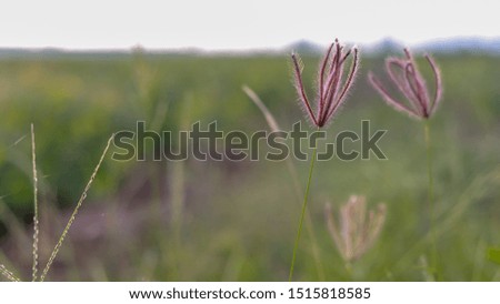 Beautiful grass flowers in the meadow and blurred background.