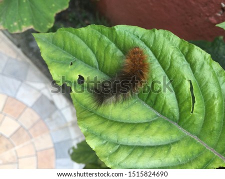 Poisonous caterpillars,Nature bug,insect NepalKathmandu Nepal,Sep 22/2019.