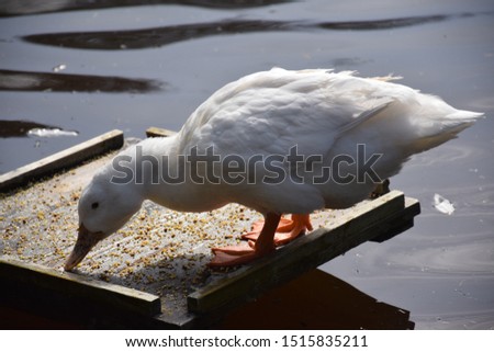White duck eating yellow grains on wooden stand on the water Royalty-Free Stock Photo #1515835211