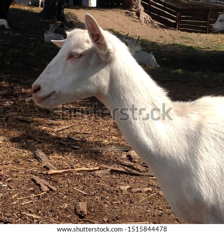 Macro photo goat farm. White animal goats on the farm.
