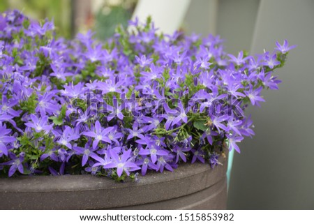 Small purple flowers (Campanula) in clay pot Royalty-Free Stock Photo #1515853982