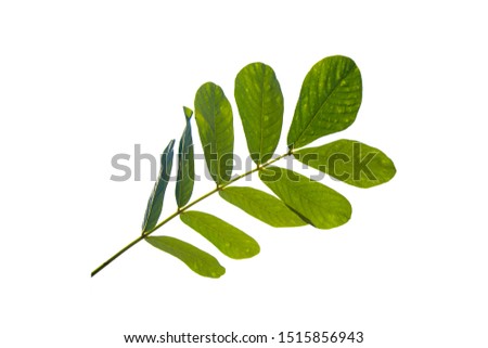tropical green leaf isolated on white background with clipping path for design elements, abstract green leaves texture, nature background