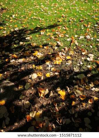 Yellow fallen yellow leaves in abstract pattern, both in the morning sunlight and in shade, both on the grass and on the earth.