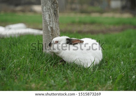 Photo Rabbit on the green grass