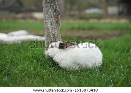 Photo Rabbit on the green grass