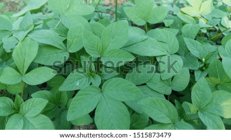Fresh green leaves of wild plants illuminated by the sunshine