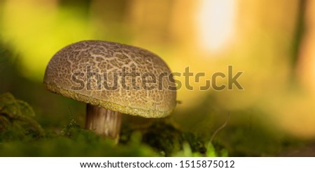 Mushroom in atmospheric surroundings. Latin name xerocomus subtomentosus.
