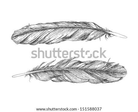 Hand drawn feather. Royalty-Free Stock Photo #151588037