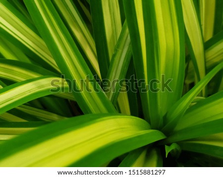 close up variagated dragon tree plant leaves