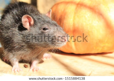 A gray rat stands on a wooden floor next to a pumpkin.
