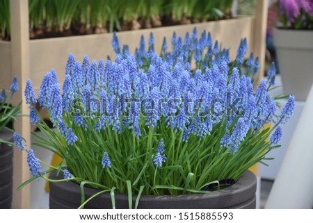 Small blue bell shaped flowers (Grape Hyacinth) in clay pot container barrel, outdoor growing flower pot for balcony.  Royalty-Free Stock Photo #1515885593