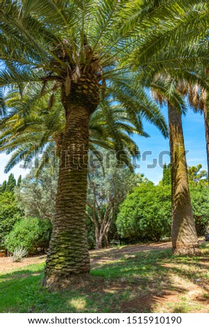 Italy, Bari, view of beautiful palm trees in a public park