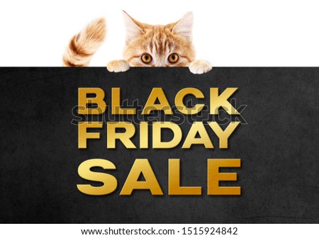 funny pet puppy cat showing black friday sale golden text written on black placard isolated on white background