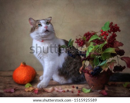 Cute cat and autumn still life