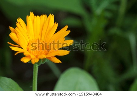Summer background with marigold flower in sunlight. Blooming calendula in summertime with green natural background. Shallow depth of field.