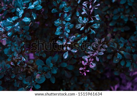 natural succulent pattern background. Blue dark and moody backdrop
