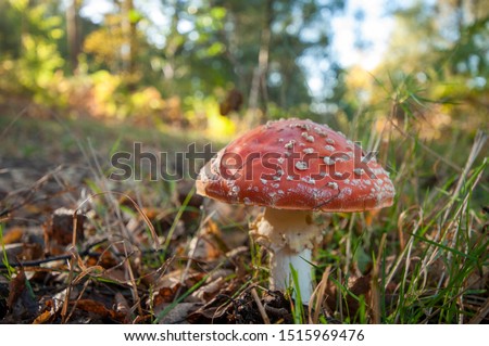 Fly agaric is famous for its brightly red coloured cap. The most famous of all the mushrooms species.