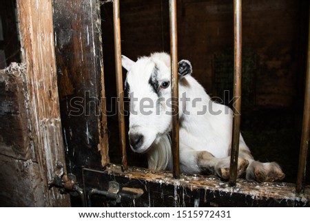 A goat pictured behind bars