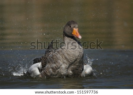 Greylag goose bath and feather care