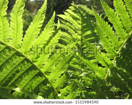 macro photo with decorative texture of green carved leaves of herbaceous plant fern on a blurry background of blue sky as a source for prints, posters, decor, Wallpaper, interiors