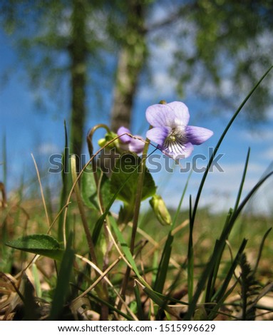 macro photo with a decorative wild violet flower on a blurry landscape background of blue sky, grass and wood as a source for prints, posters, decor, interiors, Wallpapers