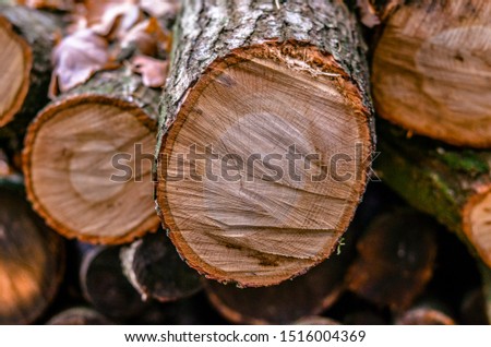
Detail of a log in the autumn forest