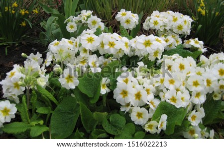 macro photo with a decorative background of white flowers for landscaping and garden landscaping as a source for prints, posters, decor, interiors, Wallpaper basis
