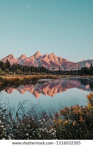 Pink Sunrise on the Teton Range of the Rocky Mountains. Schwabacher Landing in Grand Teton National Park, Wyoming, USA. Water reflections of Tetons on the Snake River. Blurred flowers in foreground. Royalty-Free Stock Photo #1516032305