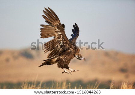 Vulture Black in nature from europe Royalty-Free Stock Photo #1516044263