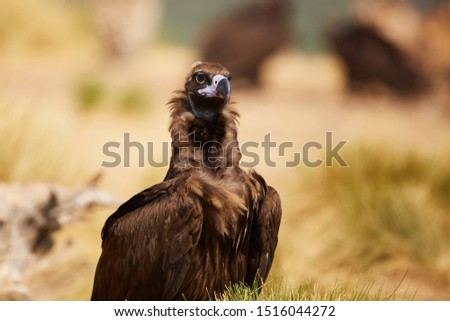Vulture Black in nature from europe