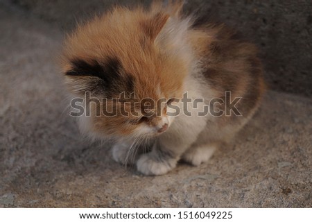 Little cute ginger cat. He is less than a month old. Little one. Fluffy. Red, black, white.