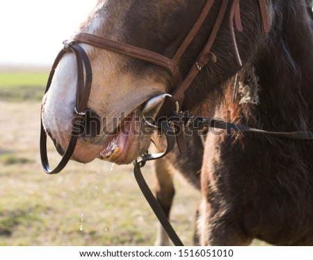 horse face with water draining from the mouth after a watering hole