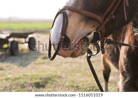 horse face with water draining from the mouth after a watering hole
