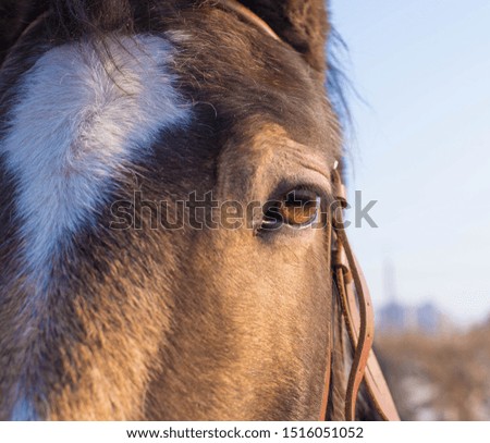 brown horse muzzle with bridle close