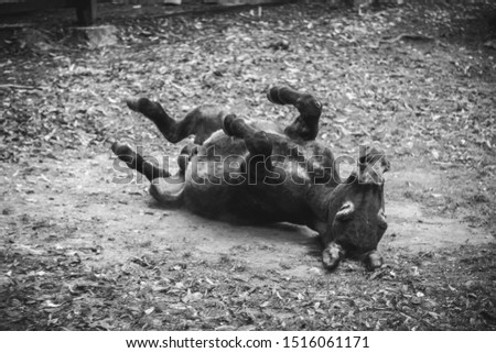 Donkey on the ground black and white