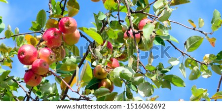 Red apples on a branch against a blue sky. Concept - autumn, screensaver, wallpaper