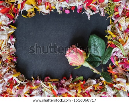 pink rose flower and frame with flower petals