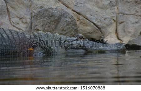 
Crocodile half in the water with opened eyes. Side profile picture