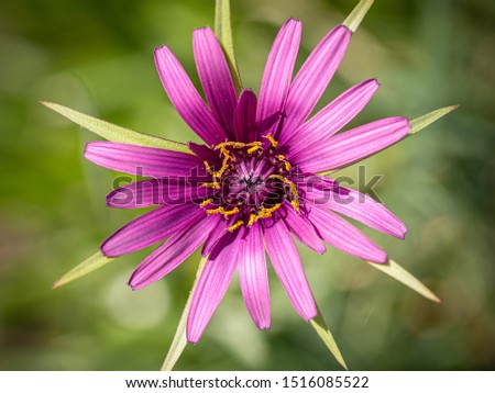 Heart of a purple common salsify or oyster plant (Tragopogon porrifolius) Royalty-Free Stock Photo #1516085522