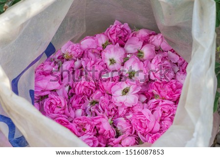 Rosa damascena flowers. Known as the Damask rose - pink, oil-bearing, flowering, deciduous shrub plant. Bulgaria, Valley of Roses. Close up view.  Selective focus. Royalty-Free Stock Photo #1516087853