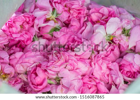 Rosa damascena flowers. Known as the Damask rose - pink, oil-bearing, flowering, deciduous shrub plant. Bulgaria, Valley of Roses. Close up view.  Selective focus. Royalty-Free Stock Photo #1516087865