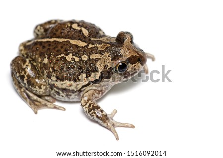 Garlic toad, or European common spadefoot  (Pelobates fuscus) close-up isolated on white background.