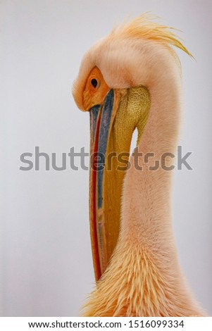 Close up of white pelican with beak tucked in to neck