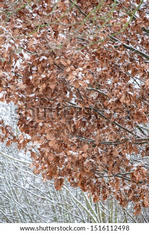 Winter landscape .The dry autumn leaves in the snow.Selective focus