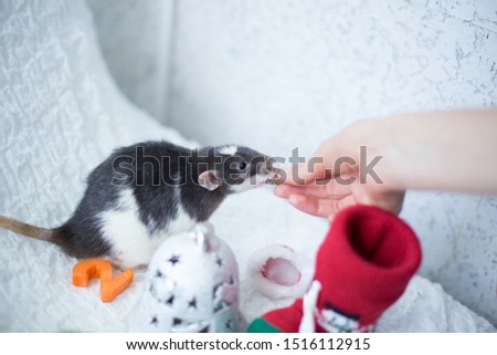 A rat in hat of Santa Claus  - a symbol of the new year 2020 sits on white armchair near Christmas decoration: bell, sock and balls of woolen thread